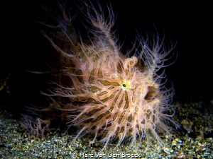 hairy harry by Marc Van Den Broeck 